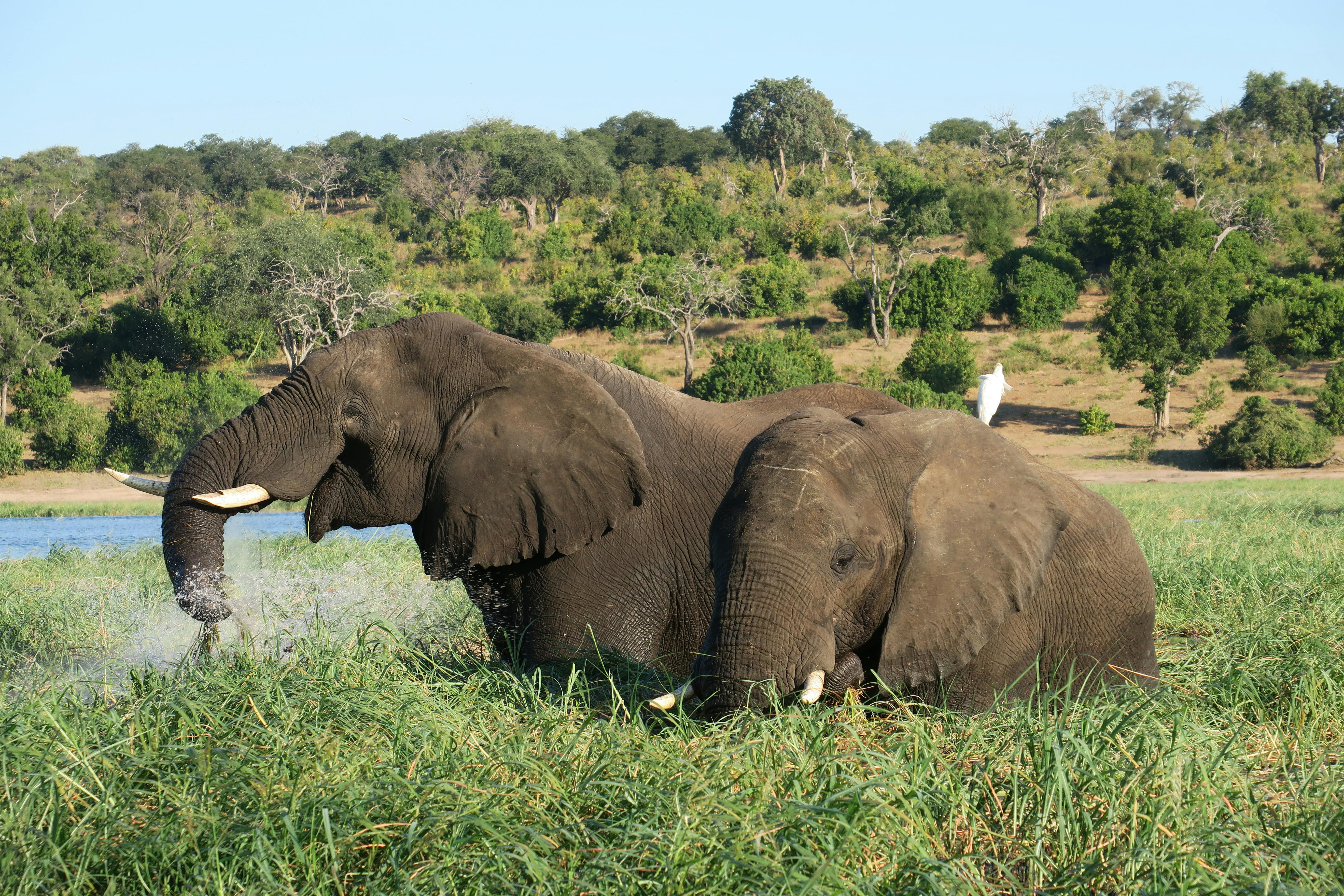 botswana wildlife