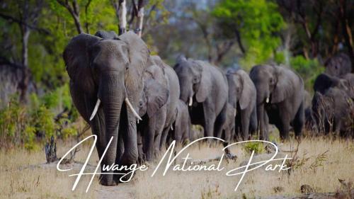 Hwange-National-Park-Guide