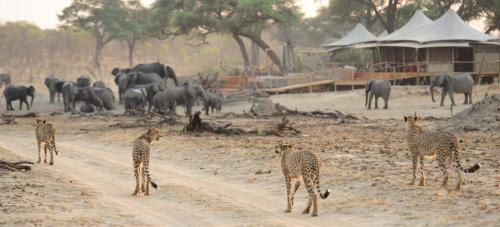 Somalisa-Camp-Wildlife