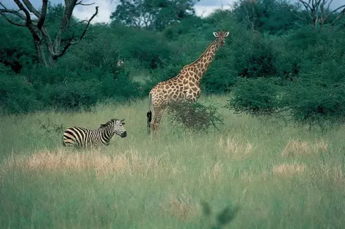 Zebra-giraffe-Hwange-National-Park-Zimb